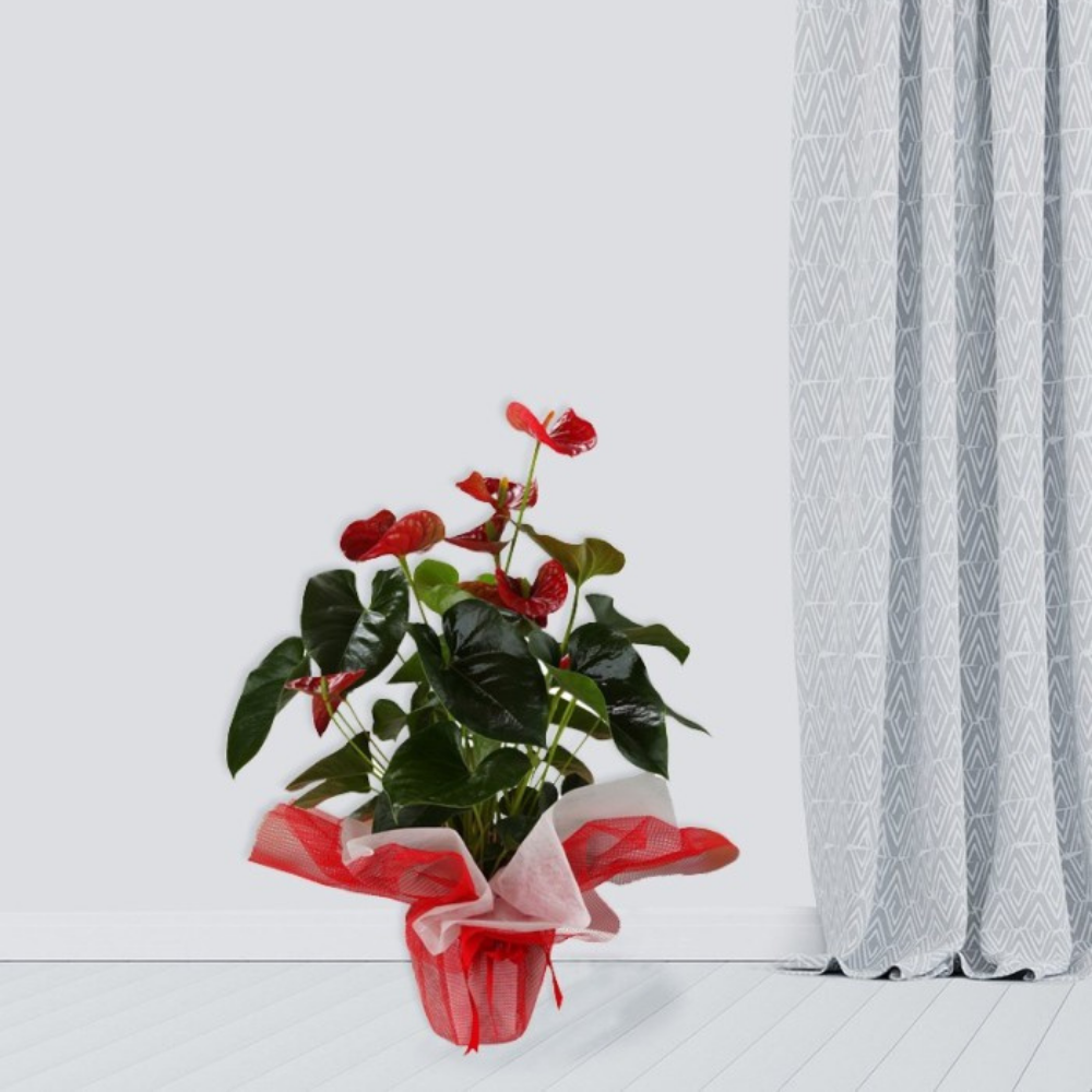 Anthurium Saksı Çiçeği